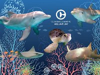 CMA Animal Collage 1920x1080